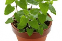 Catnip-plant