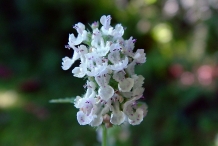 Close-up-flower-of-Catnip