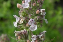 Flower-bud-of-Catnip