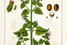 Illustration-of-Catnip-plant