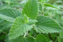 Leaves-of-Catnip