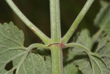 Stem-of-Catnip
