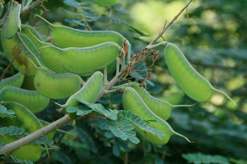 Green-pods-of-Cat's-claw