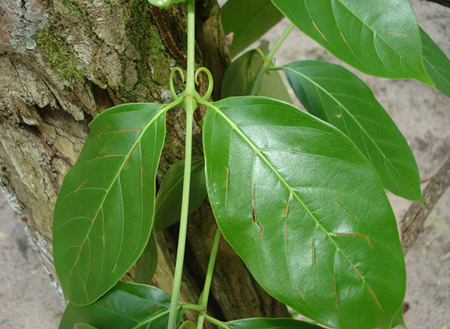 Leaves-of-Cat's-claw
