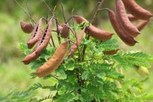 Dried-pods-of-Cat's-claw
