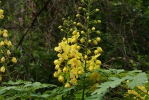 Flower-bud-of-Cat's-claw