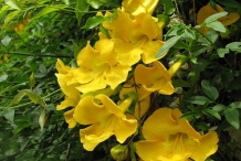 Flower-of-Cat's-claw