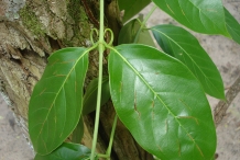 Leaves-of-Cat's-claw