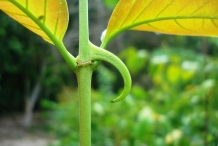 Stem-of-Cat's-claw