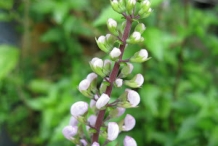 Cat's-whiskers-bud