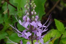 Cat's-whiskers-flower-purple