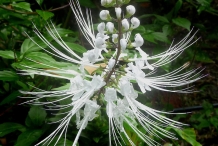 Cat's-whiskers-flower-white