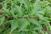 Cat's-whiskers-leaves