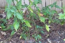 Cat's-whiskers-plant