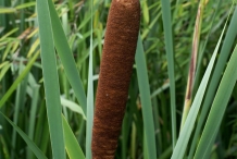 Cattail-inflorescence