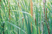 Leaves of Cattail