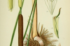 Illustration-of-Cattail-plant