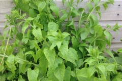 Caucasian-spinach-plant