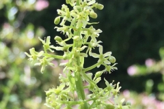 Flowers-of-Caucasian-spinach