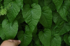 Leaves-of-Caucasian-spinach