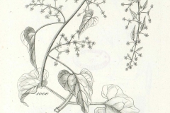 Plant-illustration-of-Caucasian-spinach