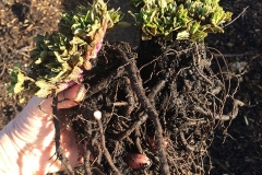 Roots-of-Caucasian-spinach