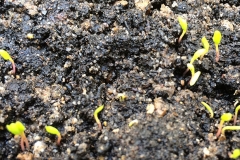 Seedlings-of-Caucasian-spinach
