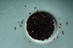 Seeds-of-Caucasian-spinach
