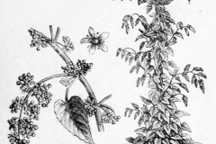 Sketch-of-Caucasian-spinach