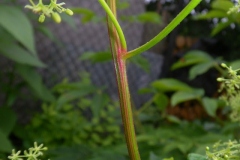 Stem-of-Caucasian-spinach