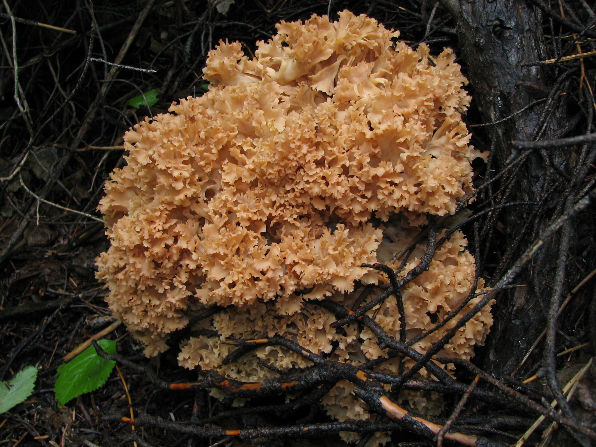 Cauliflower-Fungus