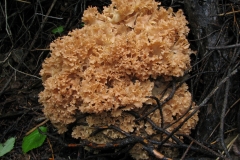 Cauliflower-Fungus