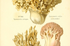 Plant-illustration-of-Cauliflower-Fungus