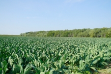 Cauliflower-farm