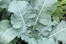 Leaves-of-Cauliflower