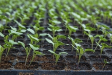 Seedlings-of-Cauliflower