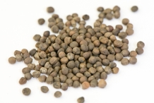 Seeds-of-Cauliflower
