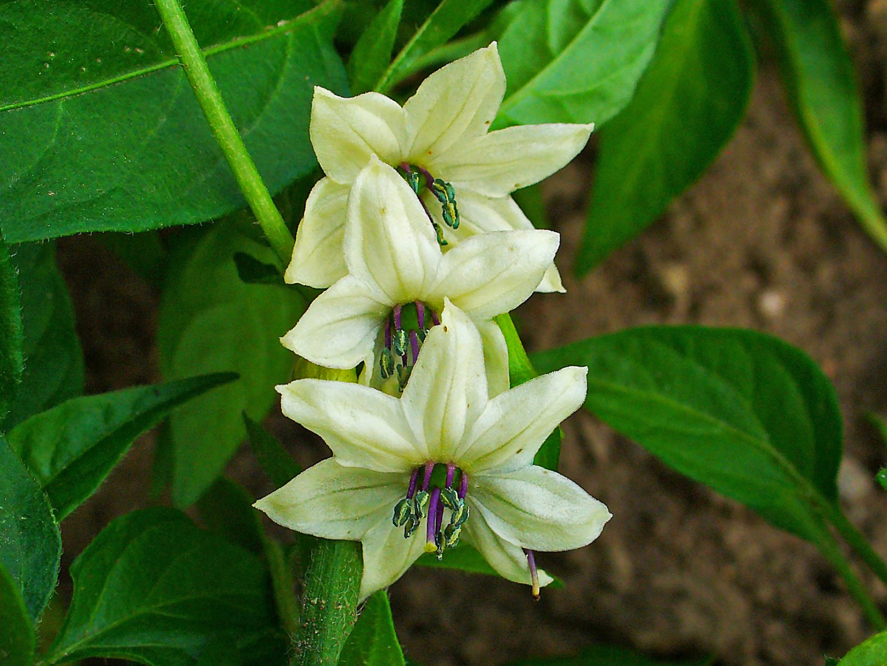 Cayenne-pepper-close-up-flower