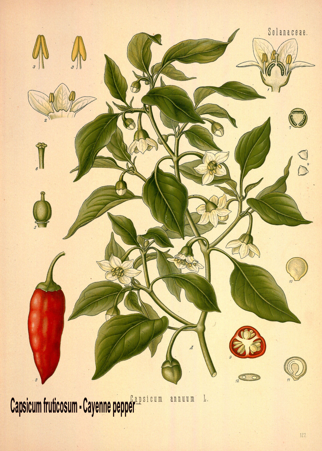 Plant-illustration-of-Cayenne-peppper