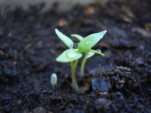 Seedlings-of-Cayenne-pepper