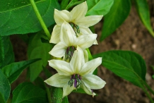 Cayenne-pepper-close-up-flower