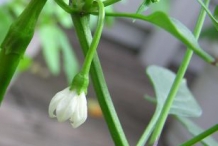 Cayenne-pepper-stem