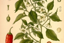Plant-illustration-of-Cayenne-peppper