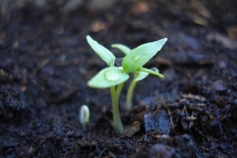 Seedlings-of-Cayenne-pepper