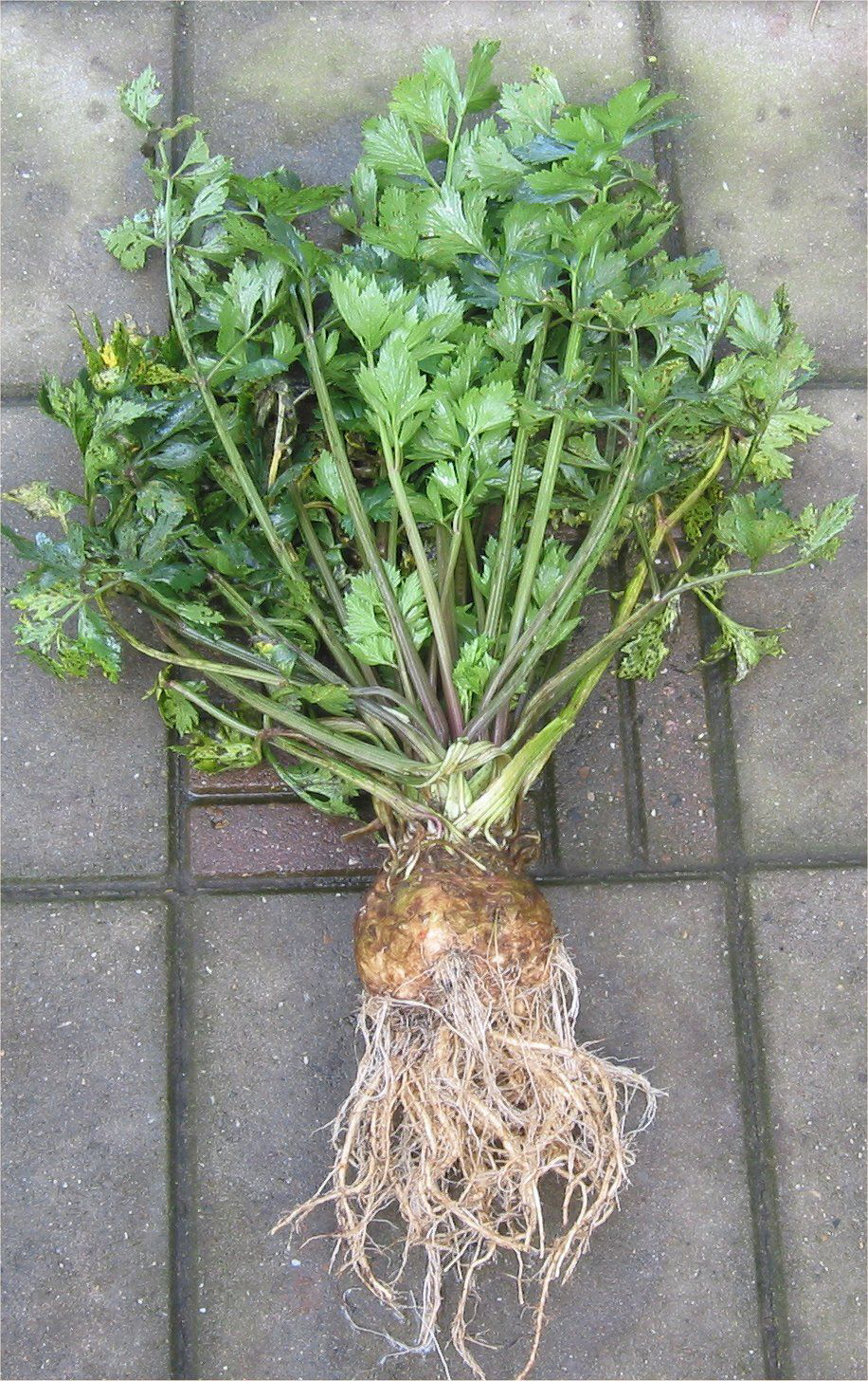 Celeriac-plant