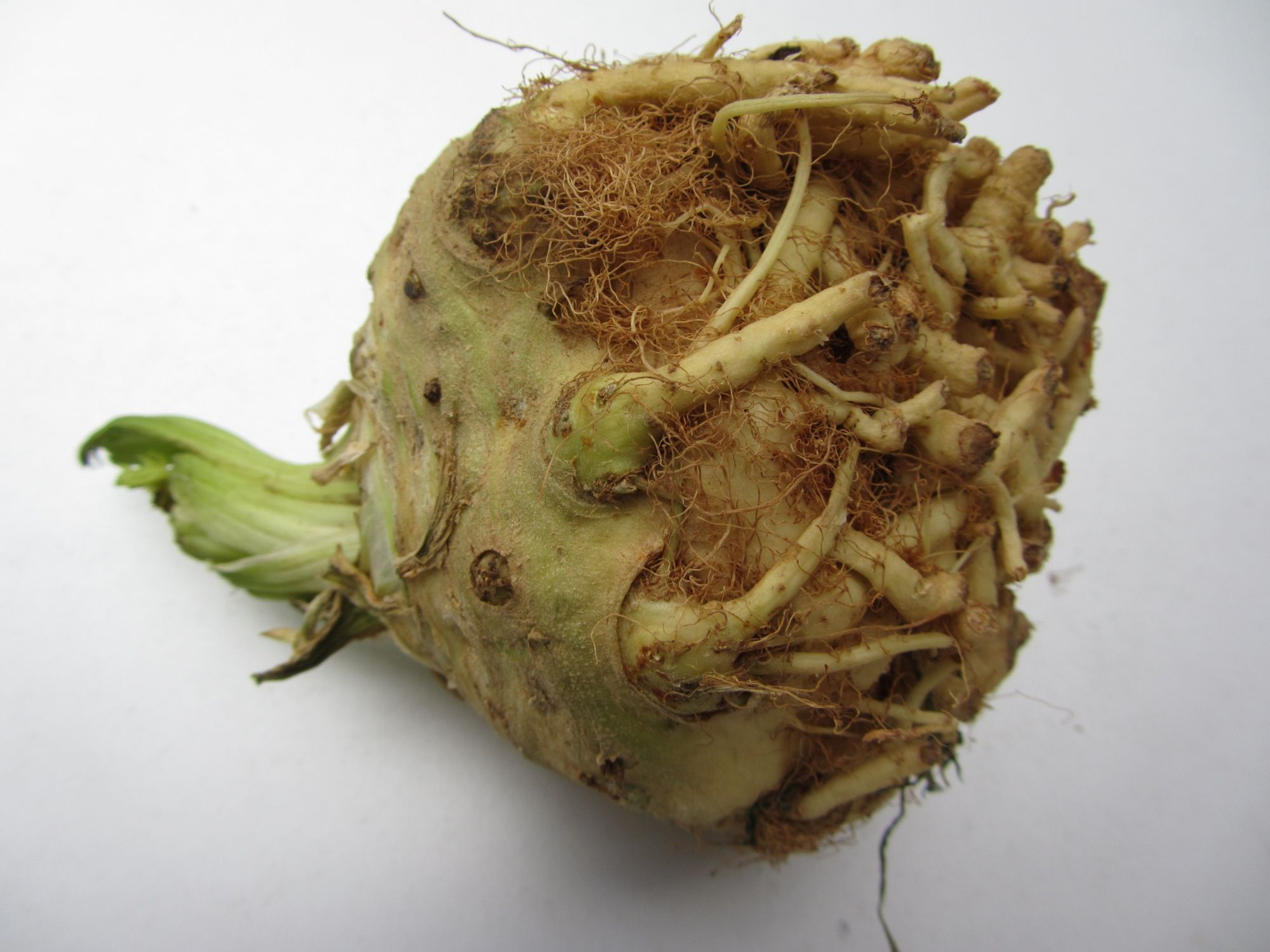 Celeriac-root