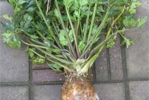 Celeriac-plant