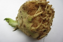 Celeriac-root