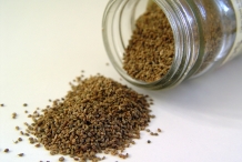 Celery-seeds-6