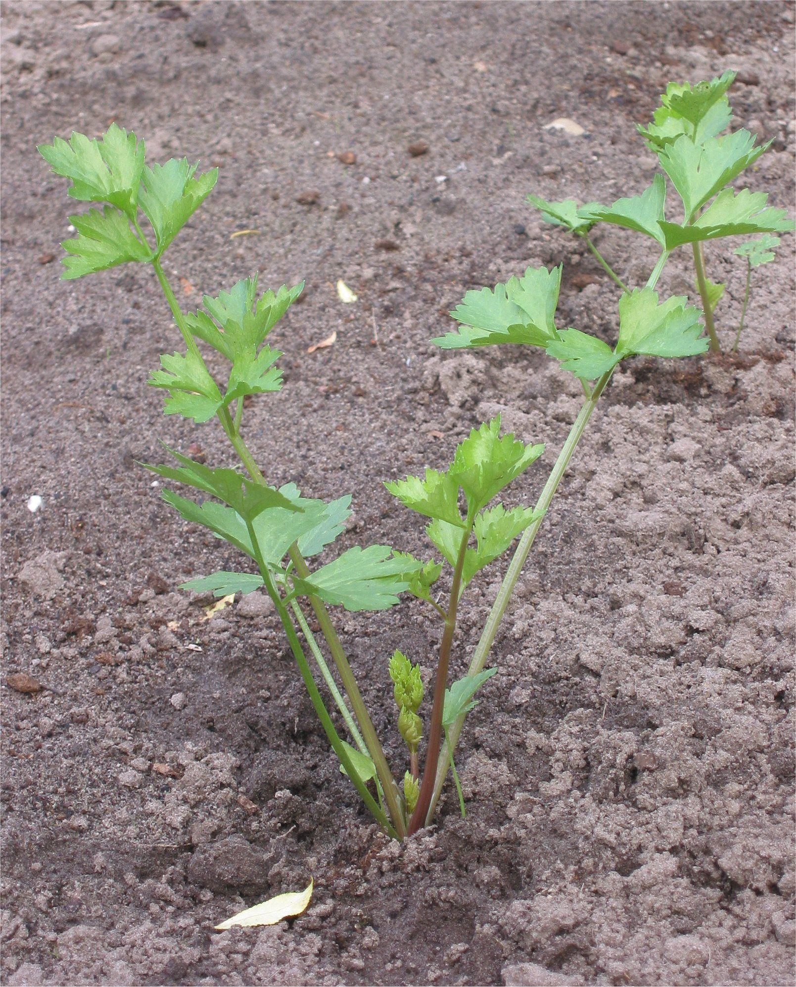 Celery-plant